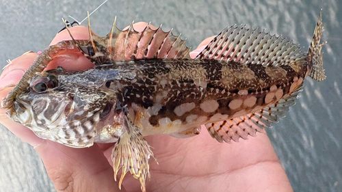 アサヒアナハゼの釣果