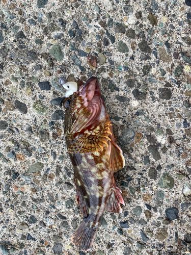 カサゴの釣果