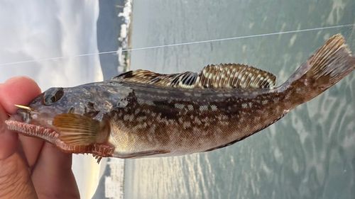 アイナメの釣果