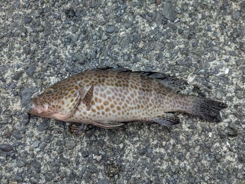 オオモンハタの釣果