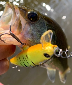 ラージマウスバスの釣果