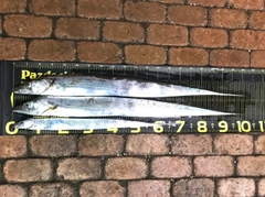 タチウオの釣果