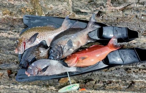 チョウチョウコショウダイの釣果