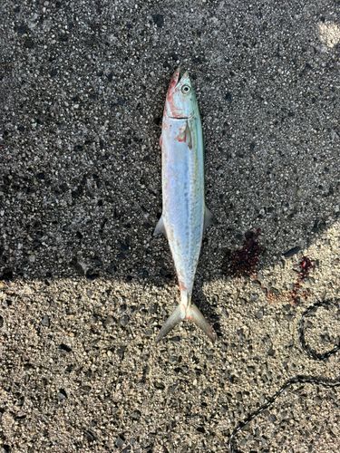 サゴシの釣果