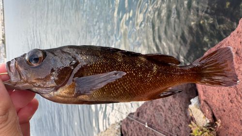 エゾメバルの釣果
