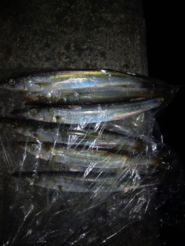 カマスの釣果