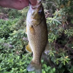 スモールマウスバス