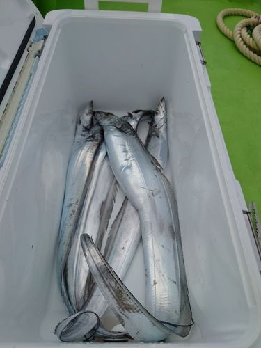 タチウオの釣果