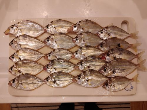 エノハの釣果