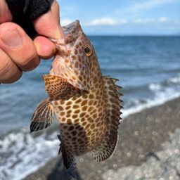 オオモンハタ