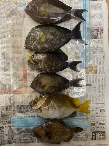 奄美大島