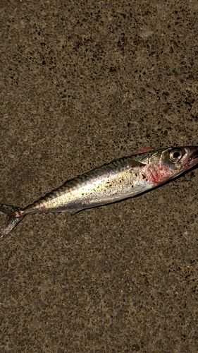 サバの釣果