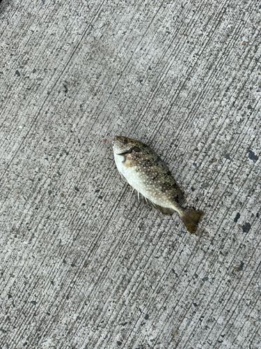 釣果