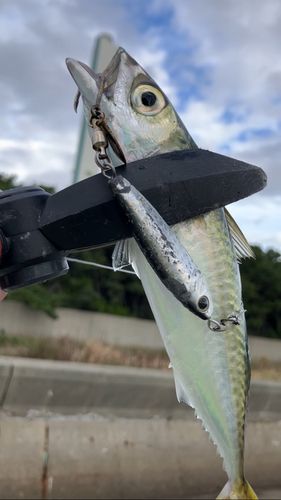 南港魚つり公園