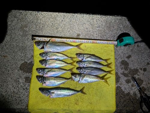 アジの釣果