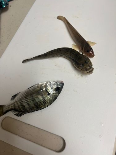 ハゼの釣果