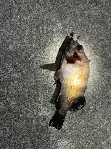 メバルの釣果