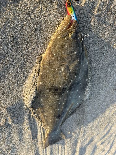 ソゲの釣果