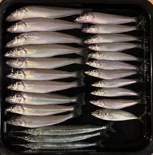 シロギスの釣果