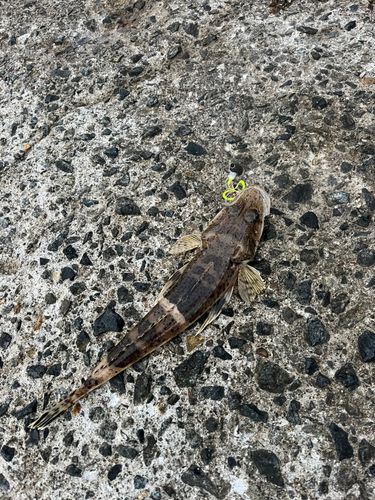 ワニゴチの釣果