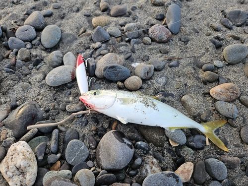 ワカシの釣果