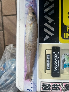 キスの釣果