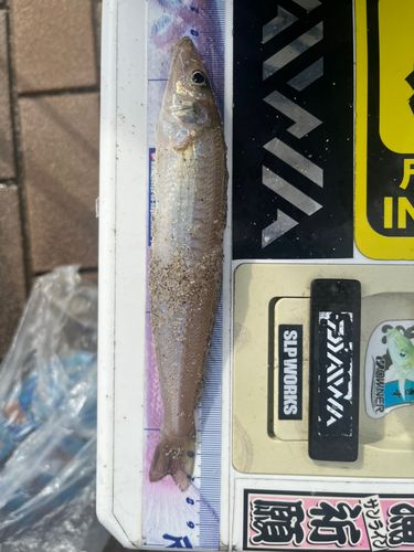 キスの釣果