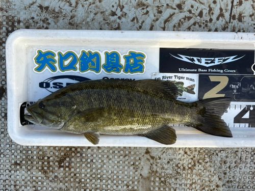 スモールマウスバスの釣果