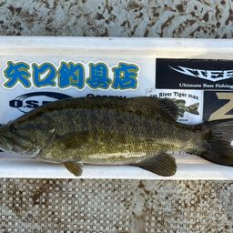 スモールマウスバス