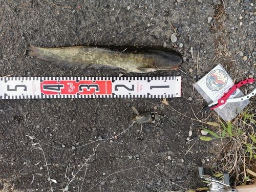 ナマズの釣果