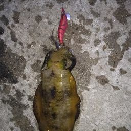 アオリイカ