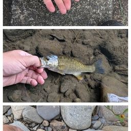 スモールマウスバス