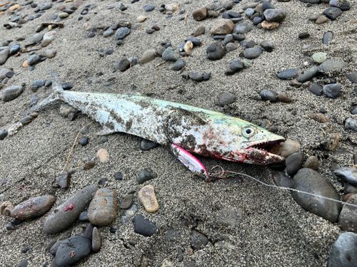 サゴシの釣果