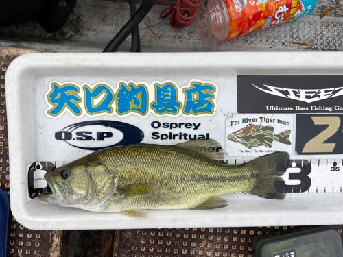 ブラックバスの釣果