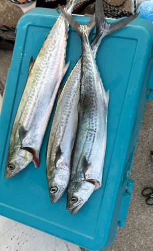 サゴシの釣果