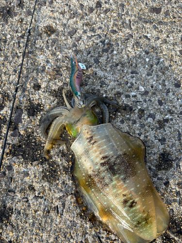 アオリイカの釣果