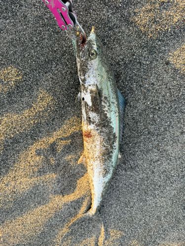 サゴシの釣果