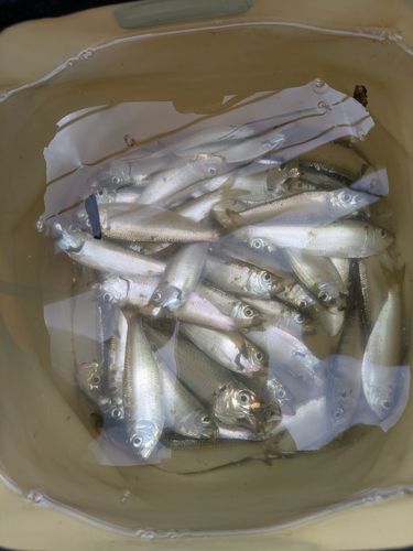 サッパの釣果