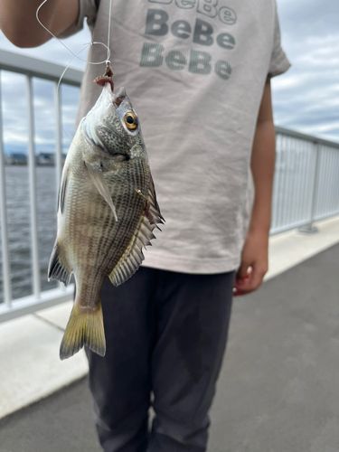 キスの釣果