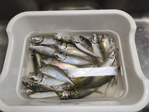 マアジの釣果
