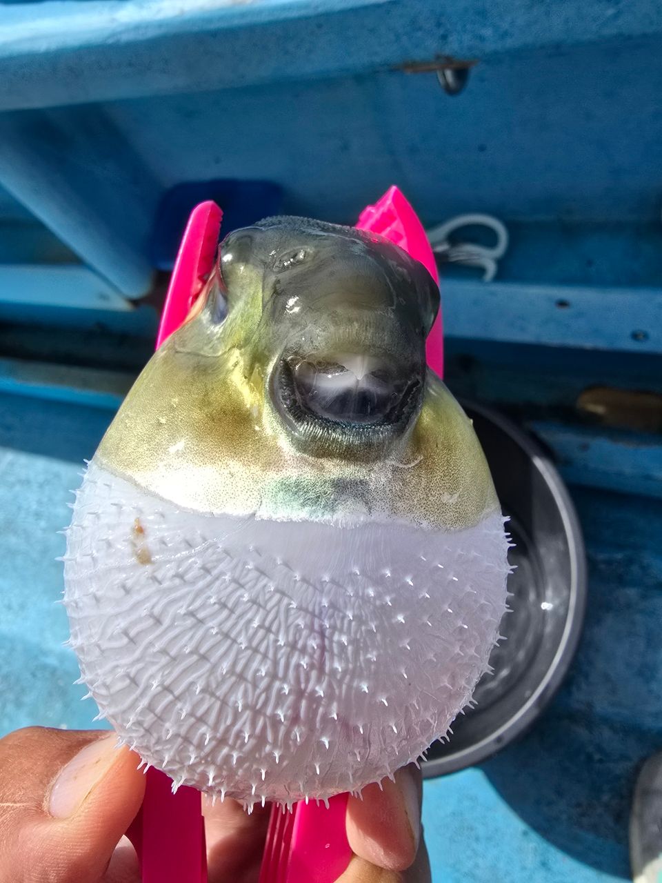 Guest86836147さんの釣果 2枚目の画像
