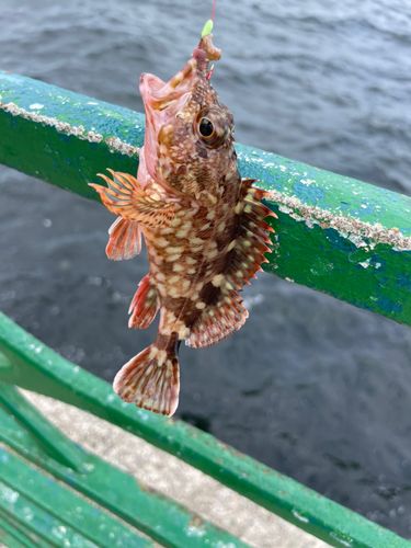 カサゴの釣果
