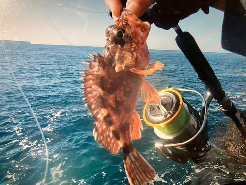 アラカブの釣果