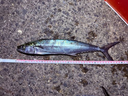 サワラの釣果