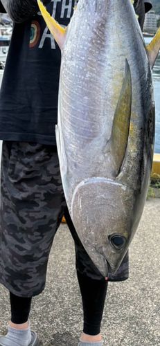 カツオの釣果