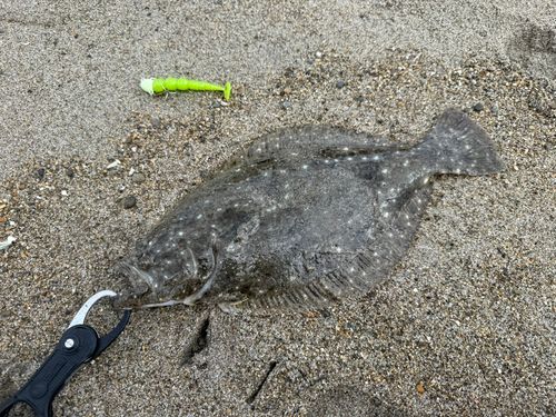 ヒラメの釣果