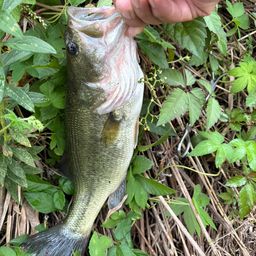 ラージマウスバス