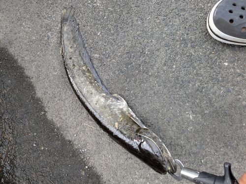 ニホンナマズの釣果