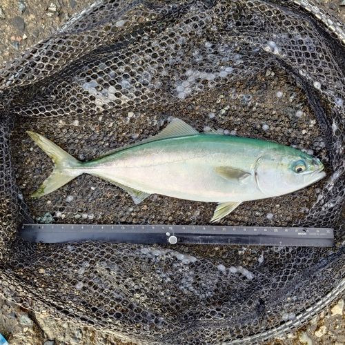 ツバイソの釣果