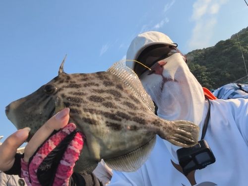 カワハギの釣果